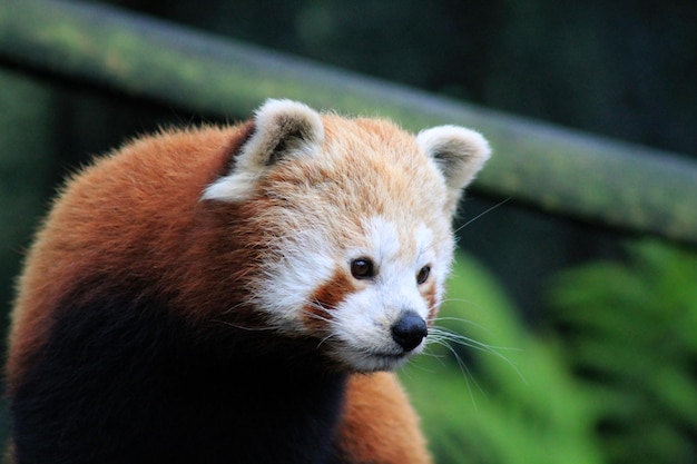 Un gros plan du panda rouge qui détourne son regard