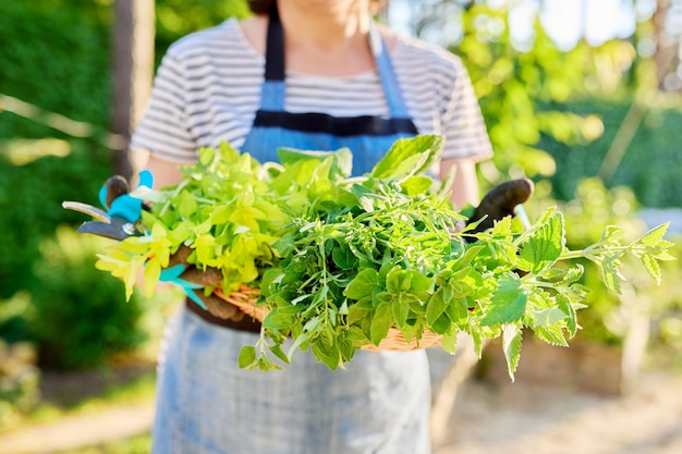 Gros plan du panier avec des herbes fraîchement de menthe mélisse romarin thym