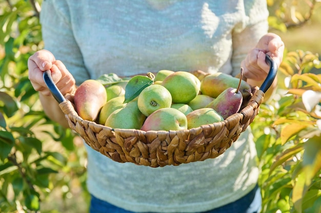 Gros plan du panier avec des poires mûres fraîches dans les mains en plein air