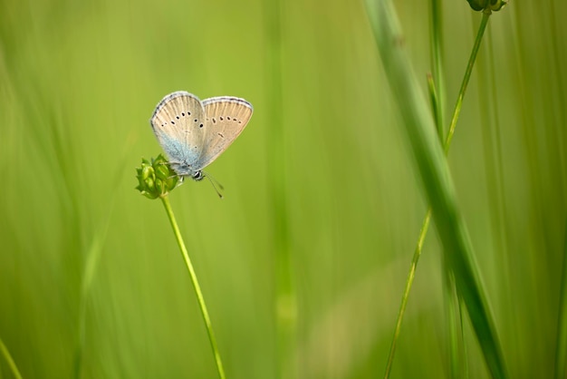 Gros plan du papillon assis sur une fleur dans un pré italien