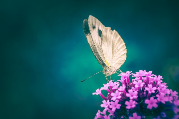 Gros plan du papillon blanc sur une fleur.