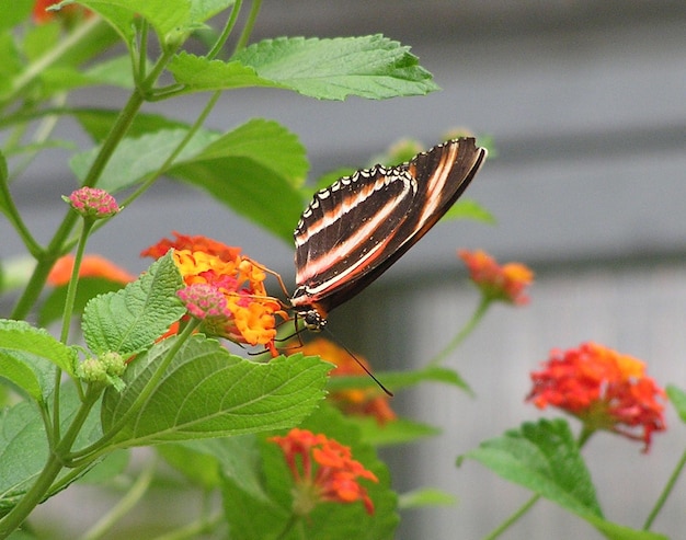 Photo un gros plan du papillon sur le lantana camara