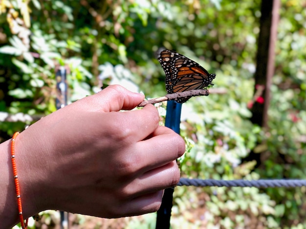 Photo un gros plan du papillon à la main