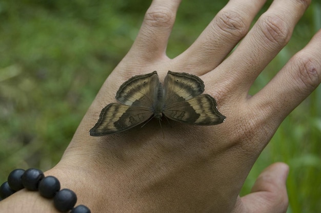 Photo un gros plan du papillon à la main