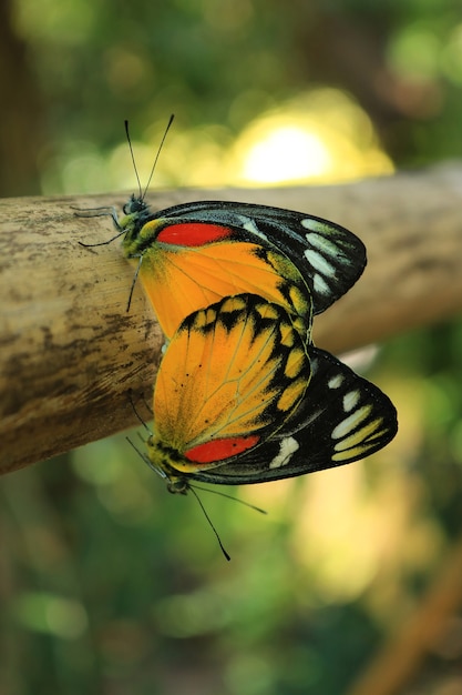 Gros plan du papillon monarque