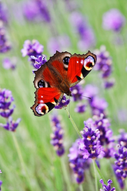 Photo un gros plan du papillon en train de polliniser une fleur pourpre