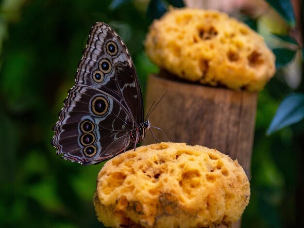 Photo un gros plan du papillon