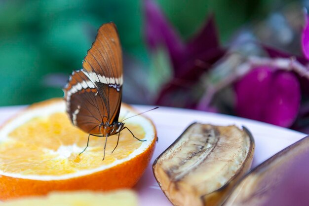 Photo un gros plan du papillon