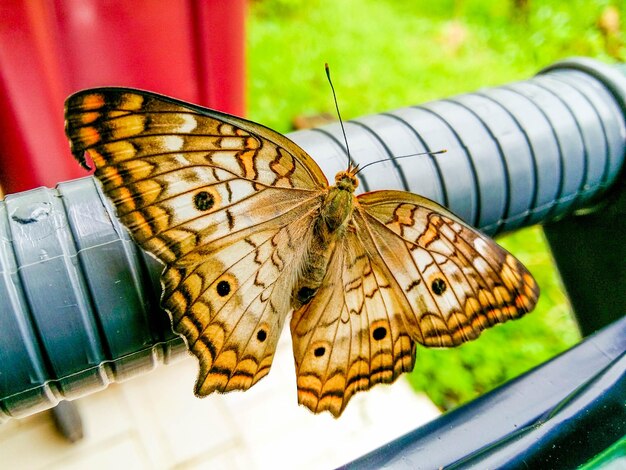 Photo un gros plan du papillon