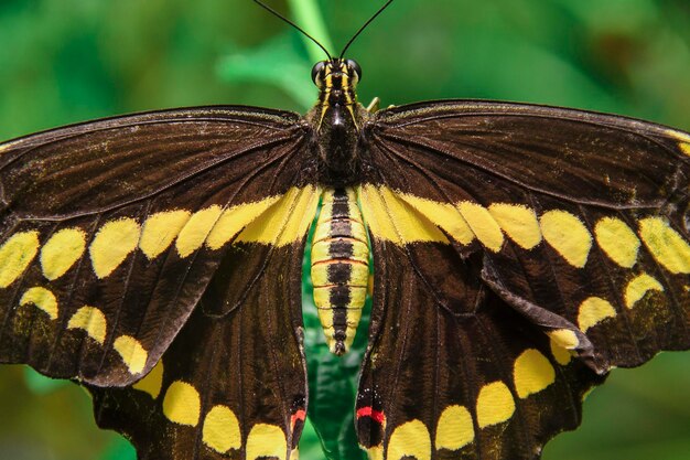 Photo un gros plan du papillon