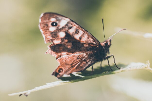 Photo un gros plan du papillon