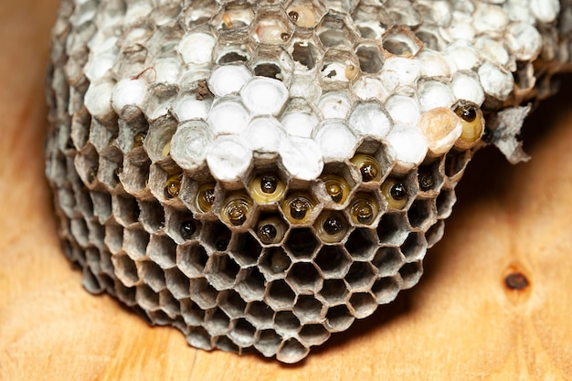 Gros plan du peigne avec des larves de guêpes connues sous le nom de frelon géant asiatique ou frelon géant japonais