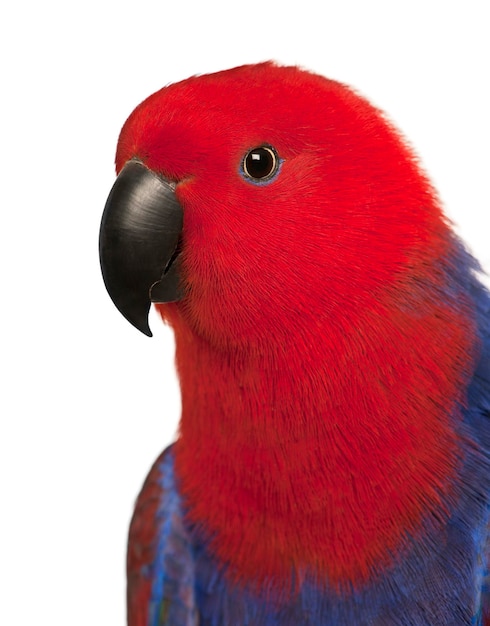 Gros plan du perroquet Eclectus Eclectus roratus femelle devant fond blanc