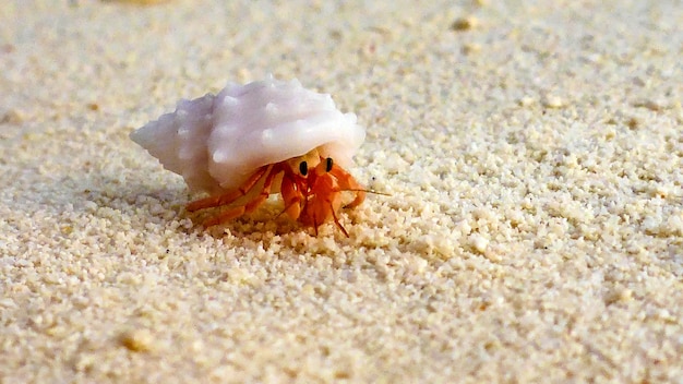 Un gros plan du petit bernard-l'ermite, Maldives.