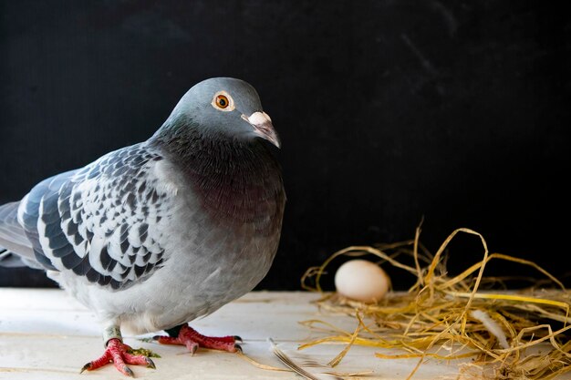 Photo un gros plan du pigeon