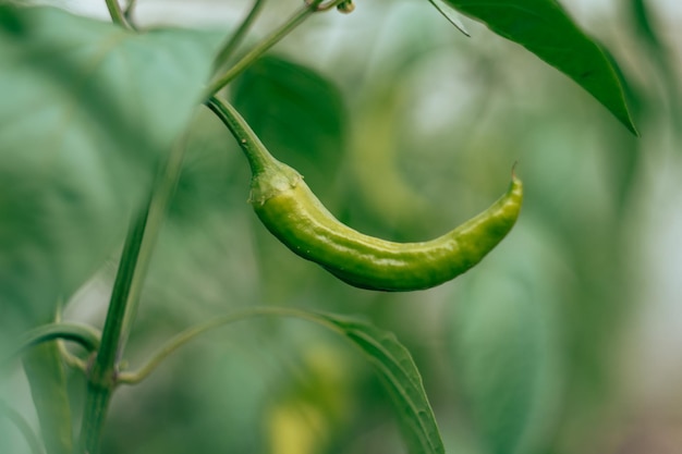 Gros plan sur du piment jalapeno vert non mûr qui pousse comme une agriculture de grande culture avec un arrière-plan flou