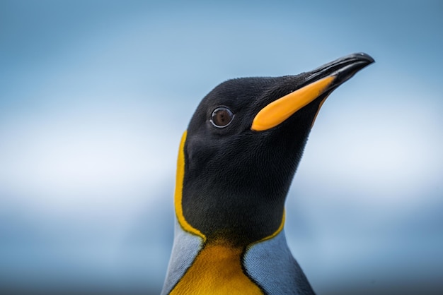Un gros plan du pingouin contre le ciel