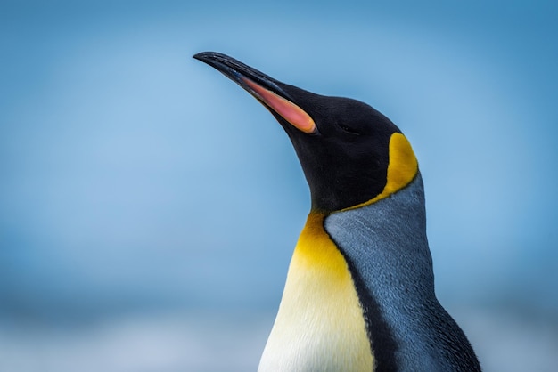 Un gros plan du pingouin roi