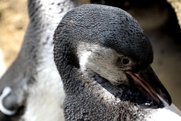 Photo un gros plan du pingouin