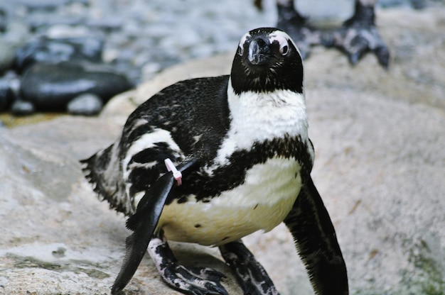Photo un gros plan du pingouin