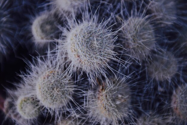 Un gros plan du pissenlit sur un cactus