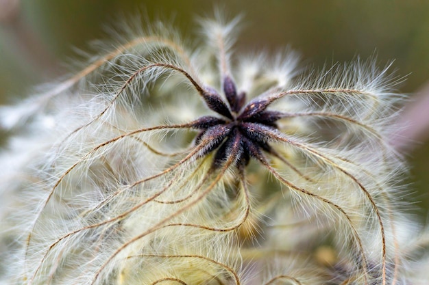 Photo un gros plan du pissenlit sur la plante