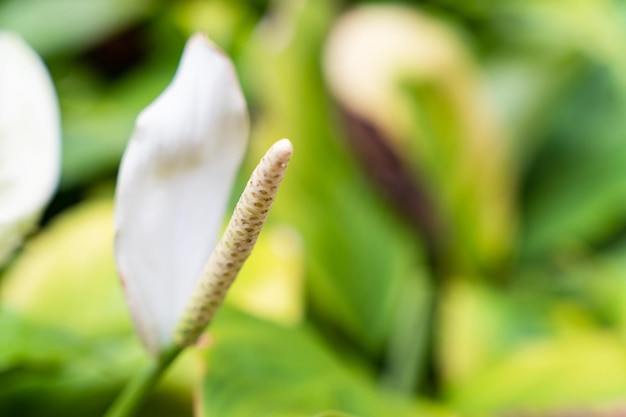 Gros plan du pollen blanc de la plante d'intérieur monocotylédone de Peace Lily brillant dans le jardin formel sur le climat tropical