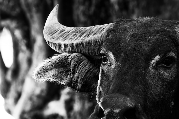 Gros plan du portrait de buffle sur fond noir et blanc.