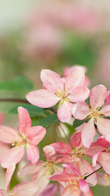Gros plan du printemps Sakura Cherry Blossom 2