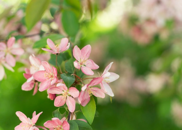 Gros plan du printemps Sakura Cherry Blossom 3