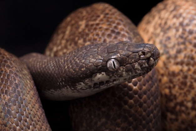 Gros plan du python aux yeux blancs