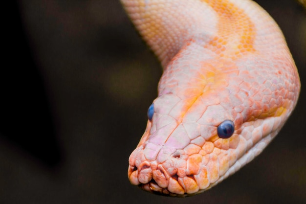 Un gros plan du python birman qui regarde de l'autre côté