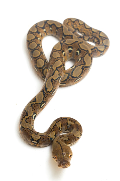Un gros plan du python réticulé