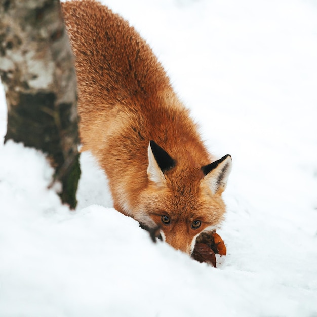 Photo un gros plan du renard