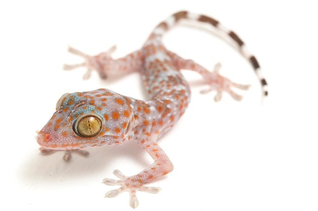 Gros plan du reptile Tokay Gecko