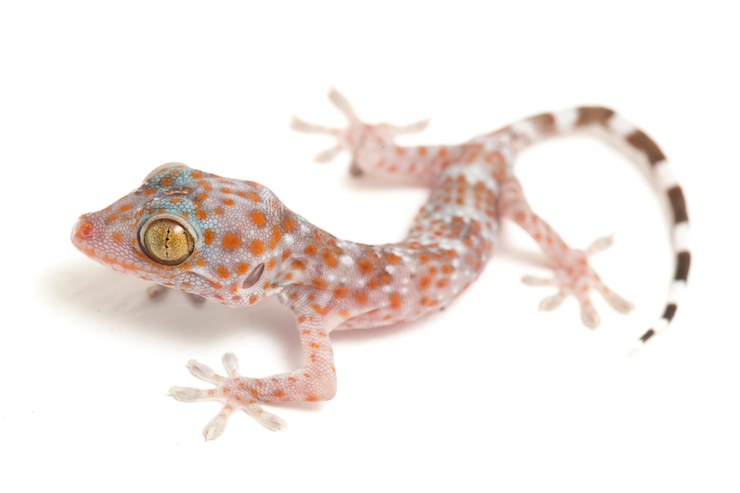 Photo gros plan du reptile tokay gecko