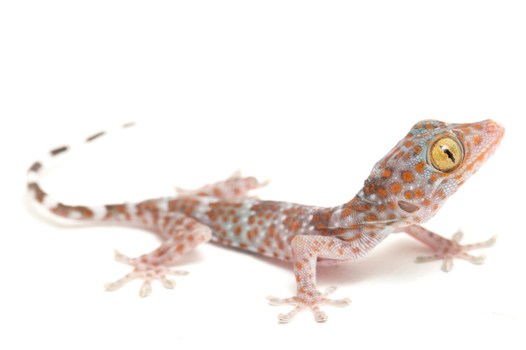 Photo gros plan du reptile tokay gecko