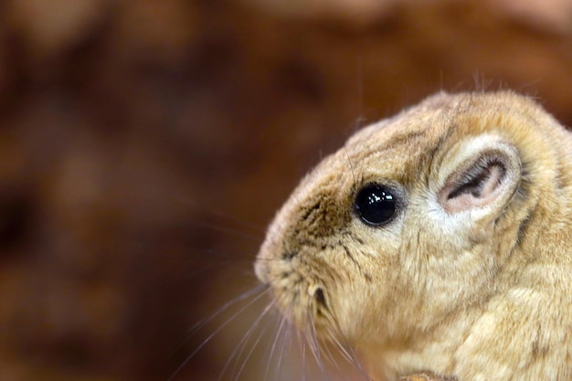 Gros plan du rongeur de gundi dans le parc