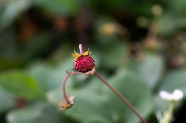 Gros plan du rouge framboise sauvage sur une tige en forêt