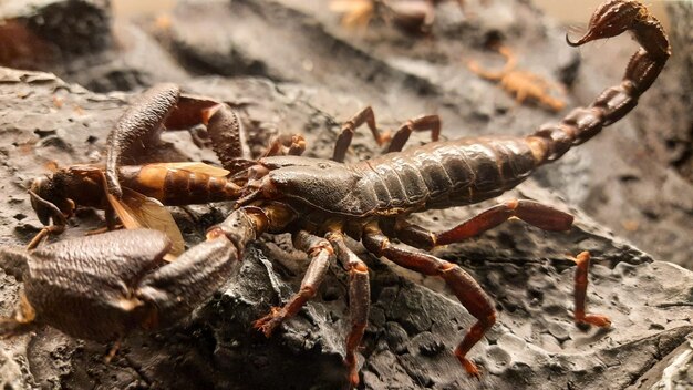 Photo un gros plan du scorpion