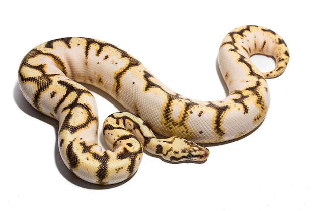 Un gros plan du serpent sur un fond blanc