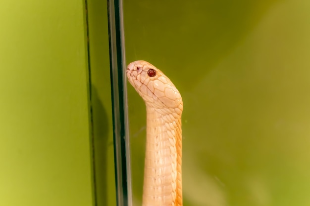 Gros plan du serpent jaune sur le fond vert Serpent du soleil du matin dans l'arbre