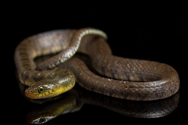 Gros plan du serpent Triangle Keelback