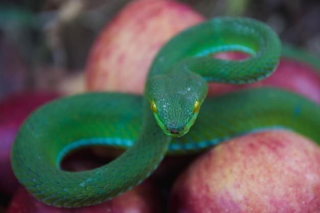 Photo un gros plan du serpent vert