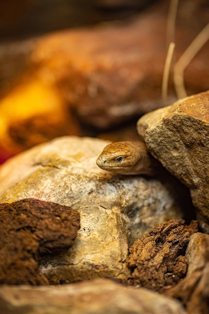 Un gros plan du sheltopusik Pseudopus apodus également appelé lézard de verre de Pallas