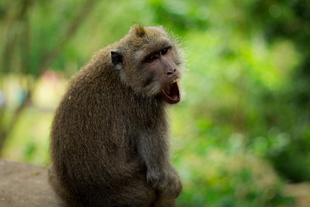 Un gros plan du singe qui détourne le regard.