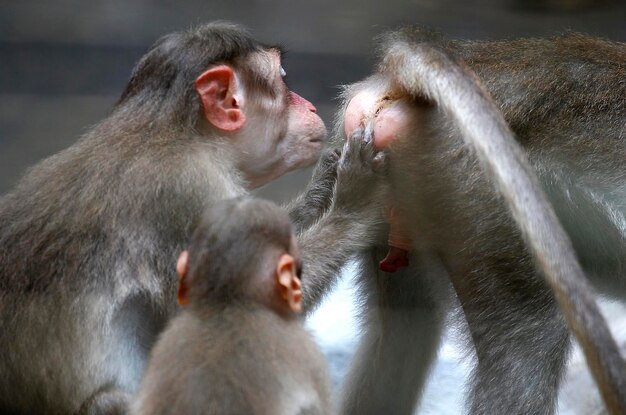 Photo un gros plan du singe qui détourne le regard.