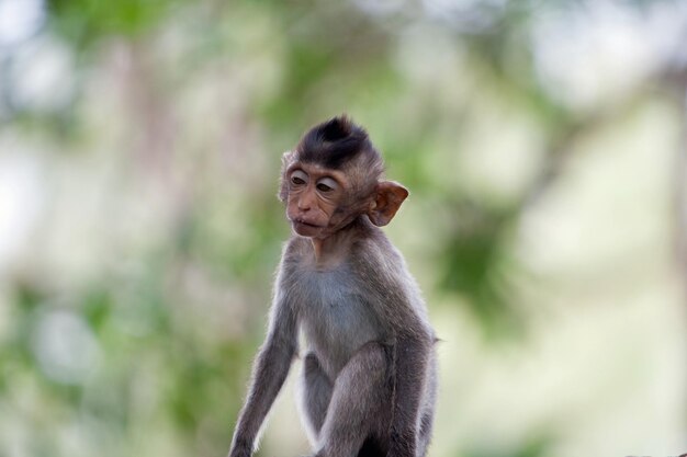 Photo un gros plan du singe