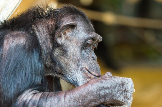 Photo un gros plan du singe