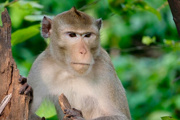 Un gros plan du singe